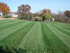 Lawn Mowing